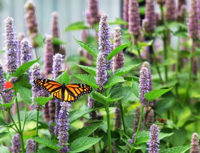 Monarch and Agastache