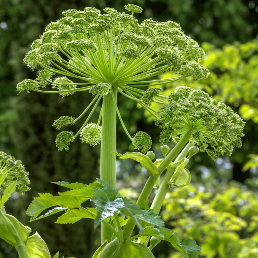 Garden Angelica Holy Ghost Plant