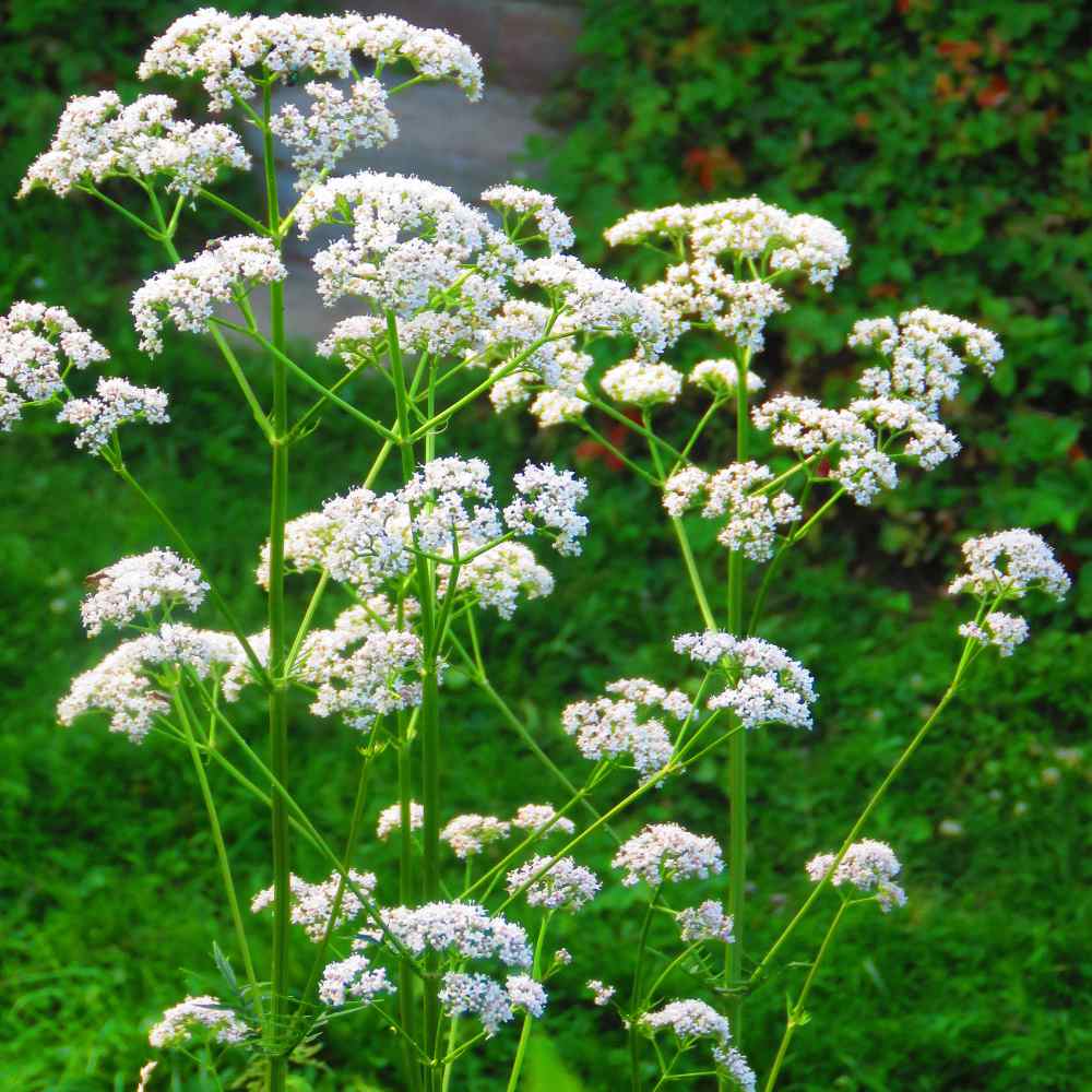 Booming Anise