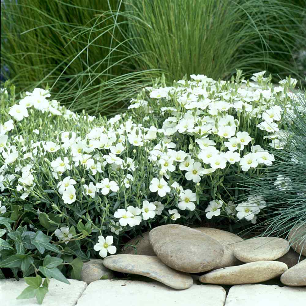 arenaria montana flowers