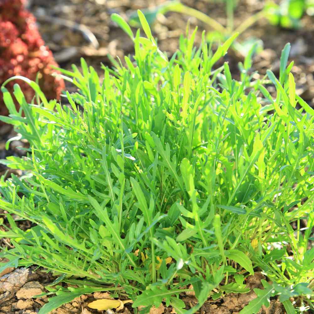 Arugula Plant