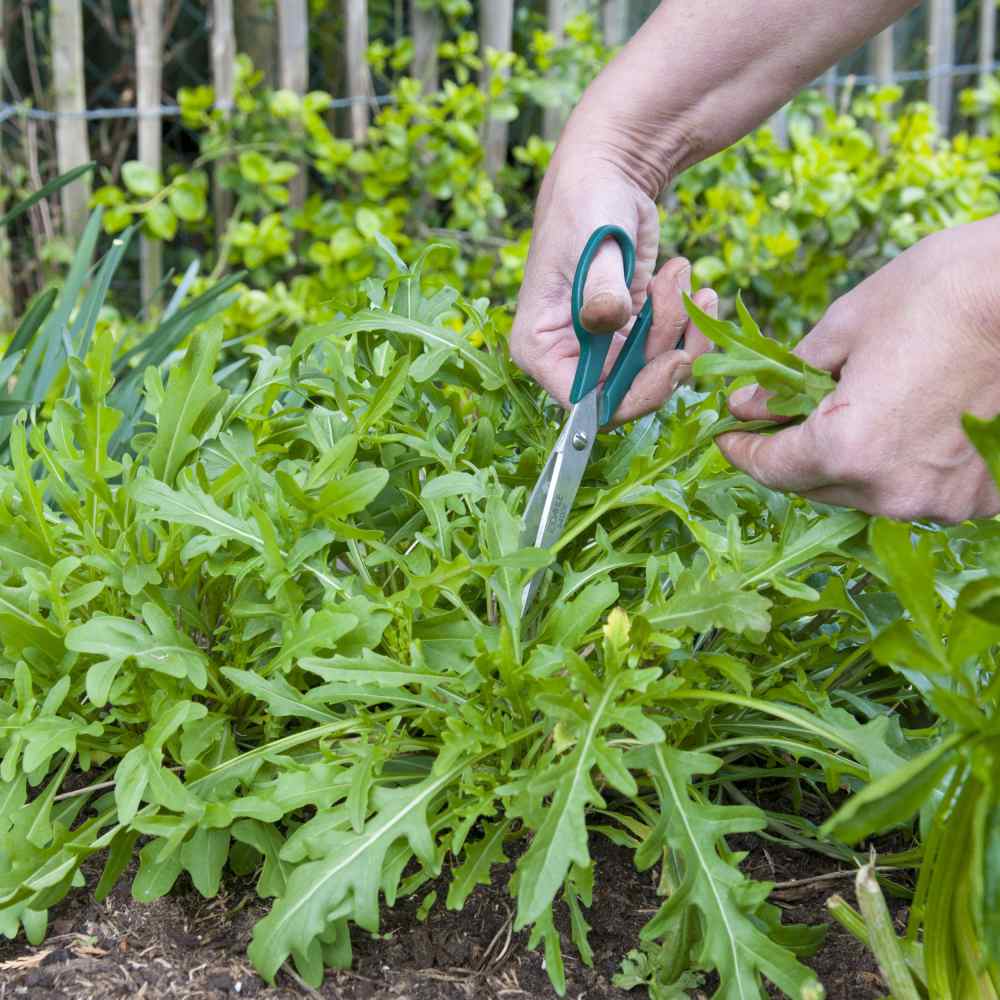 Arugula Greens