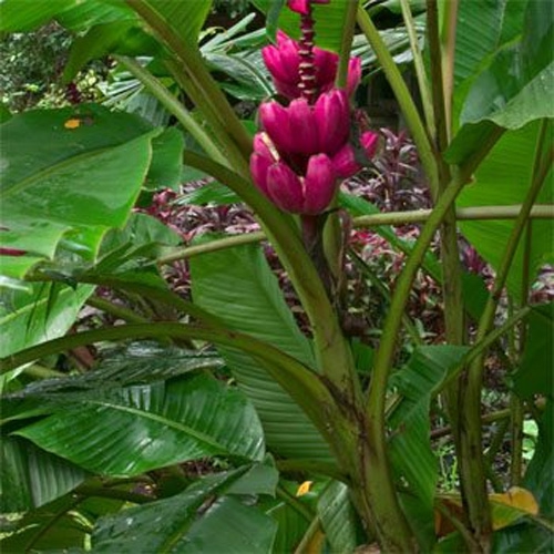 Banana Musa Velutina Tree