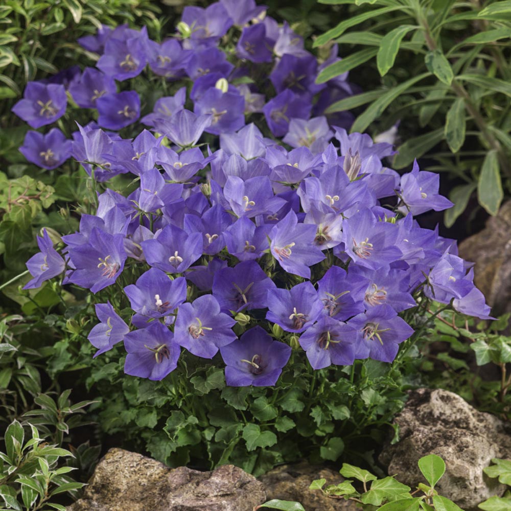 Campanula Carpatica Blue Clips Garden Flowers