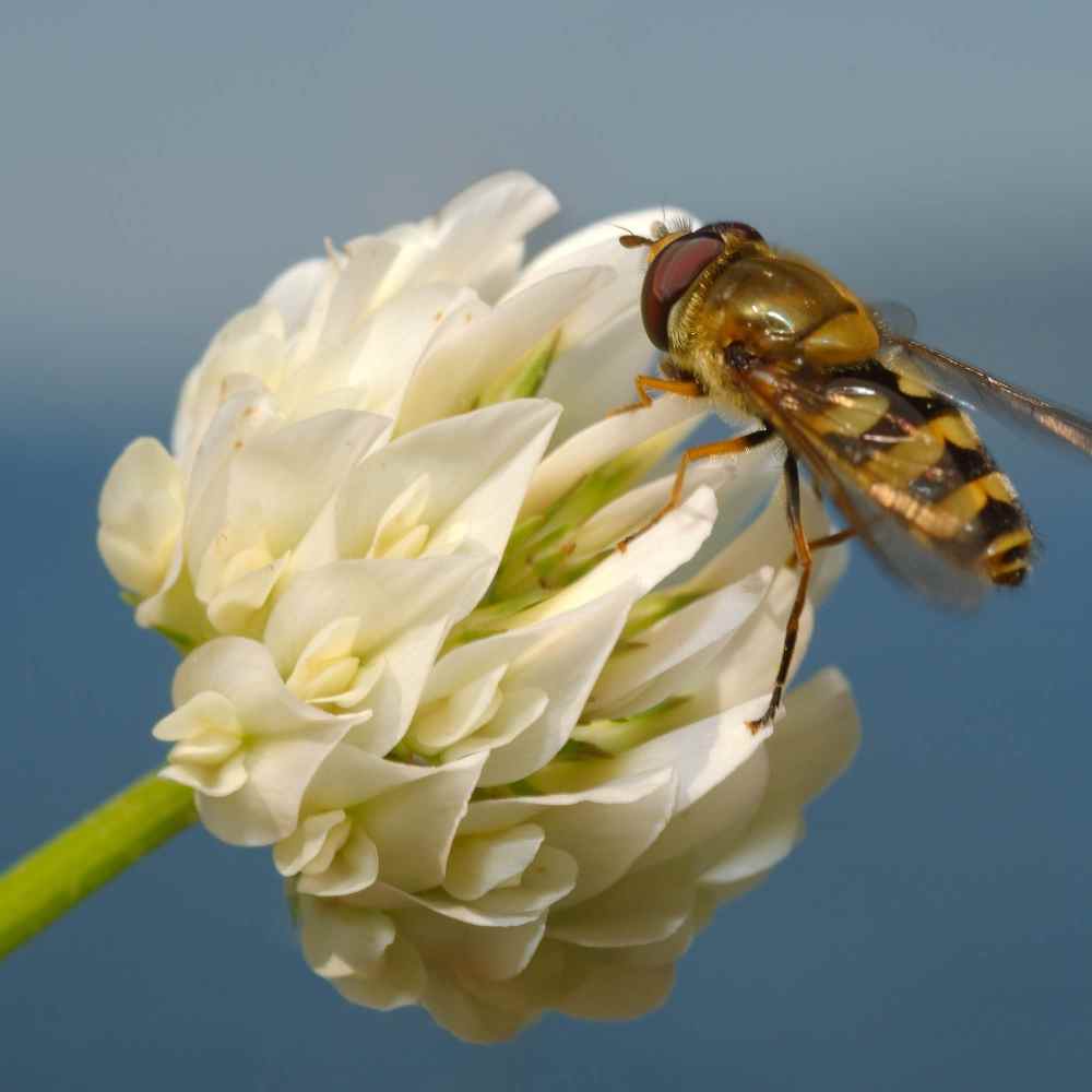 Bee On Berseem Clover Flower