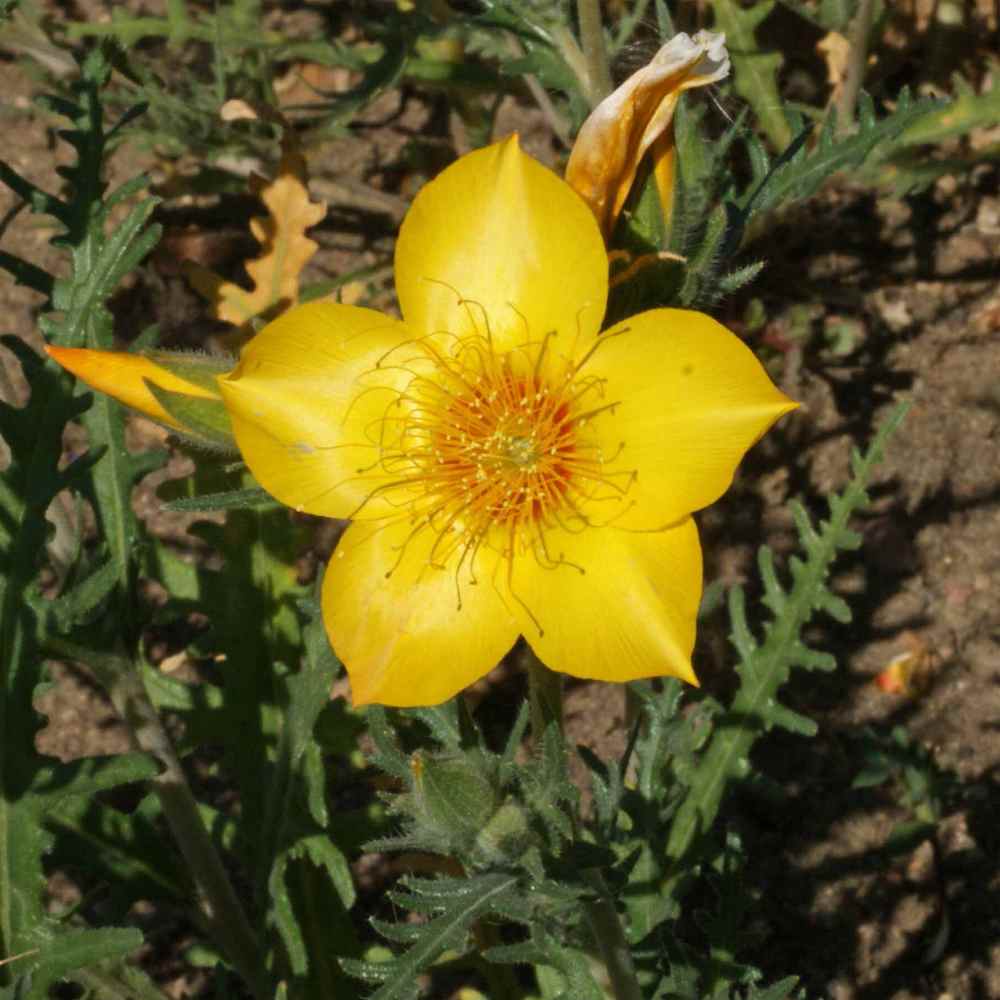 Blazing Star Garden Flower