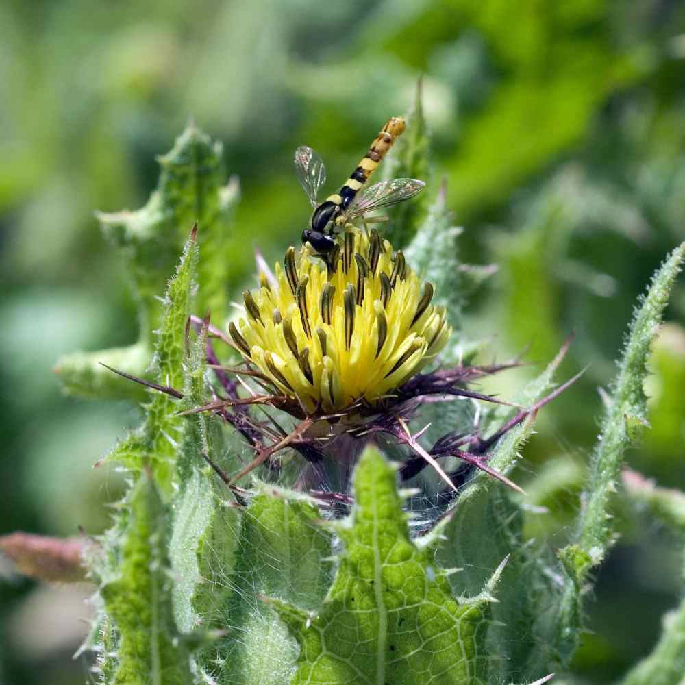 Blessed Thistle Flowers