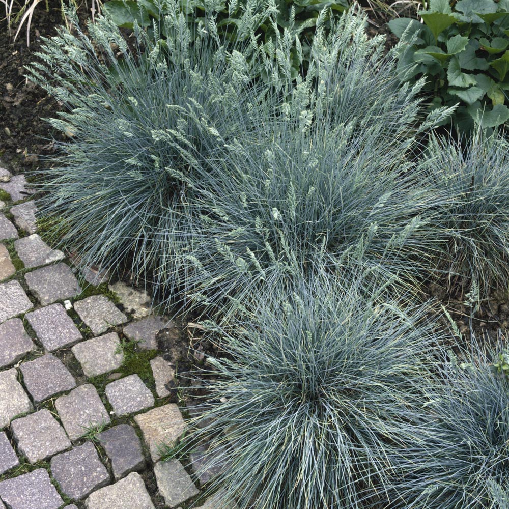 Blue Fescue Ornamental Grass Plants