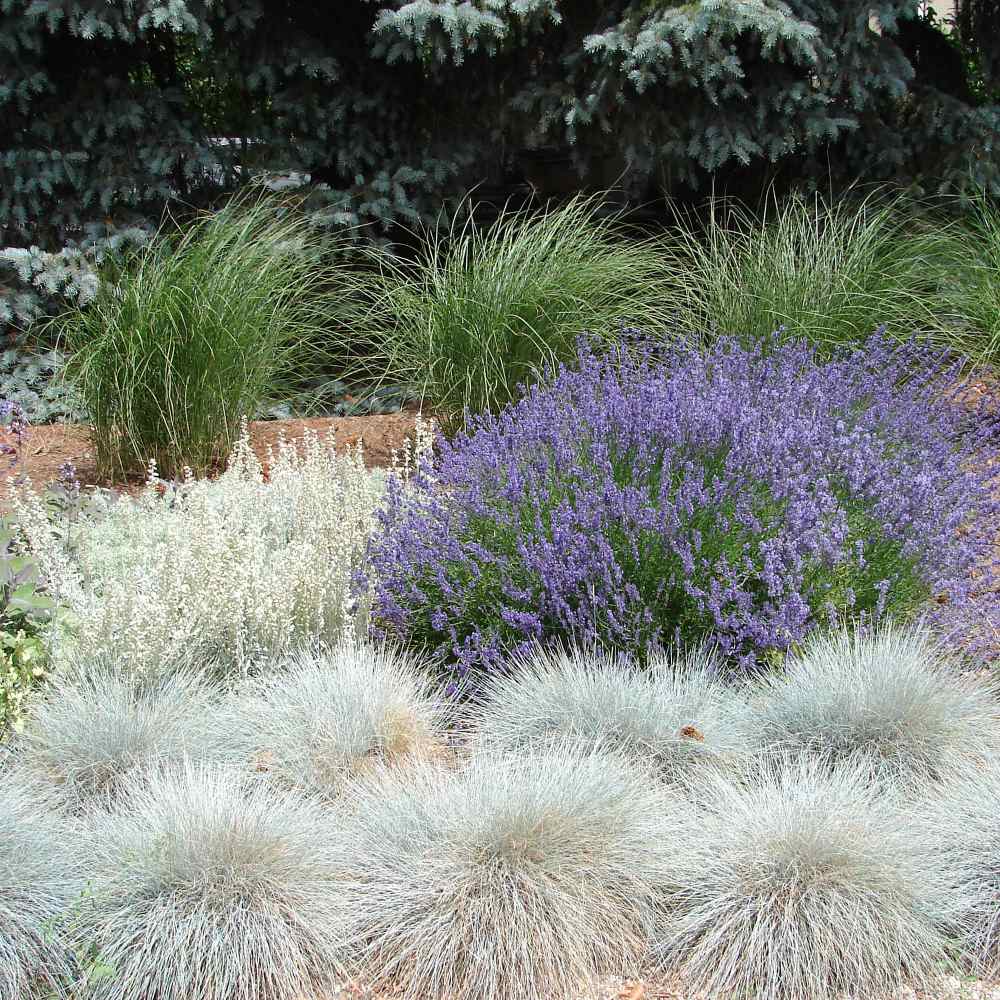 Blue Fescue Ornamental Grass