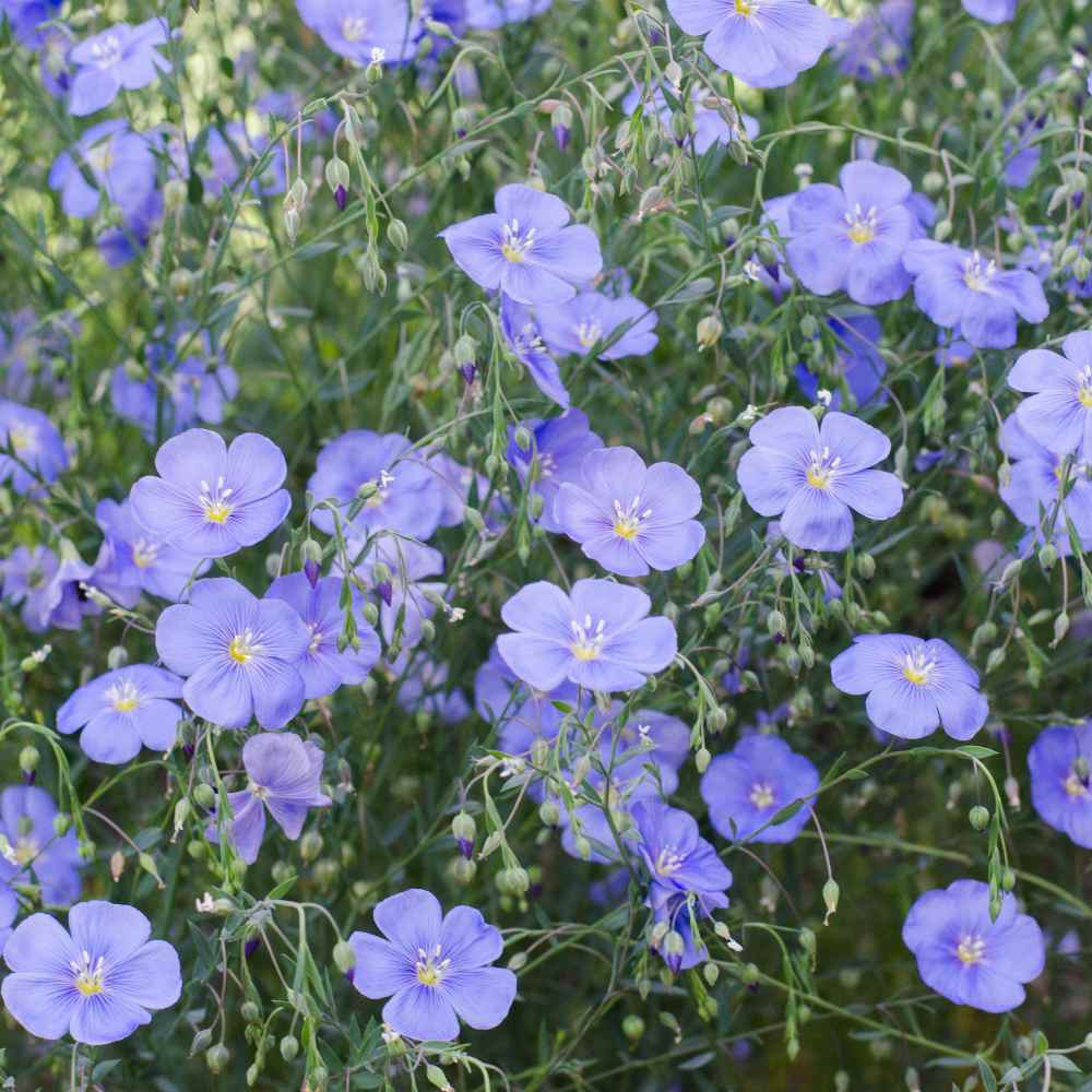 Blue Flax Linum Flower Seed