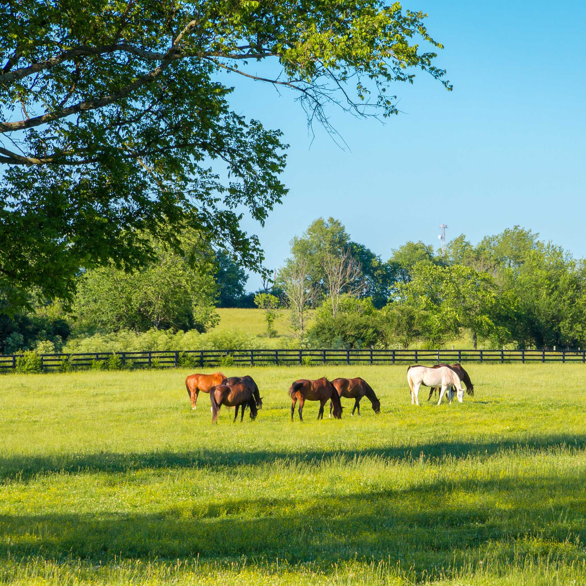 Kentucky Bluegrass Pasture Grass