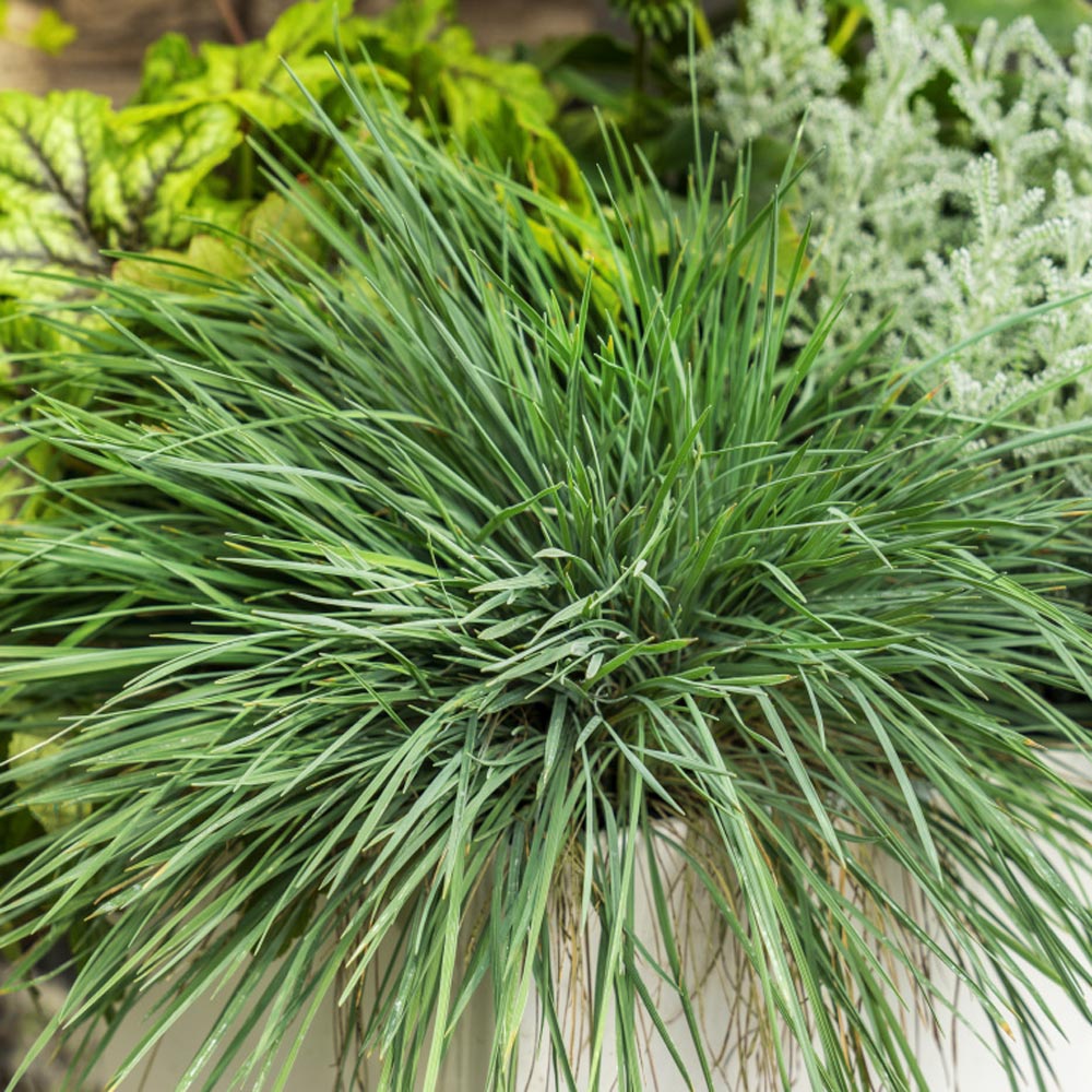 Blue Hair Grass Container Plant