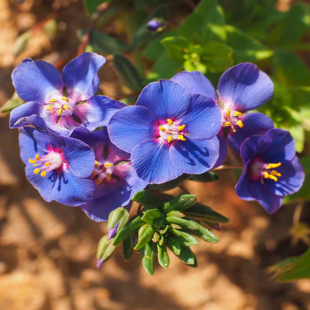 Blue Pimpernel Plants