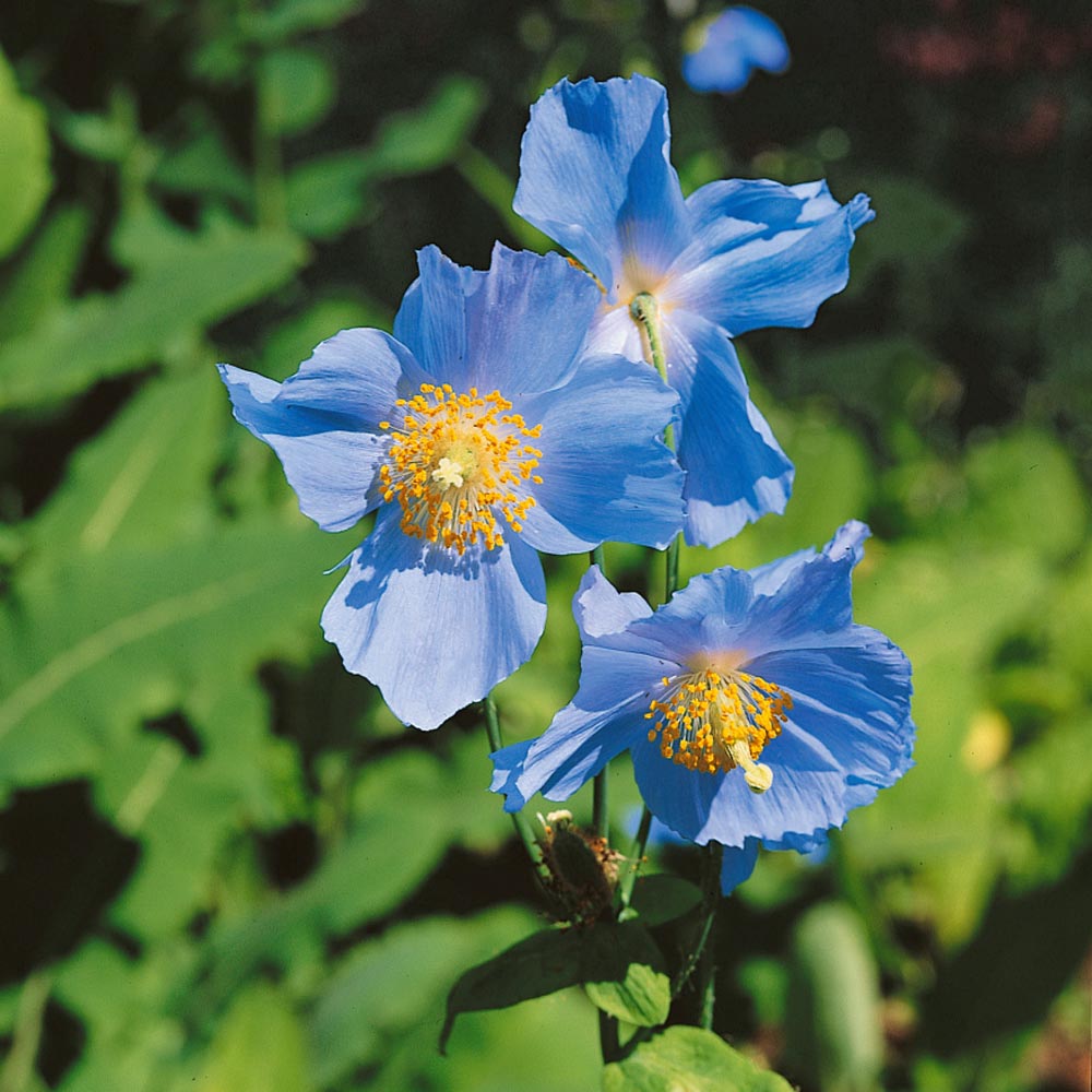 Himalayan Blue Poppy Plant