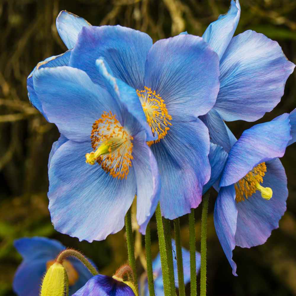 Blue Poppy Flowers
