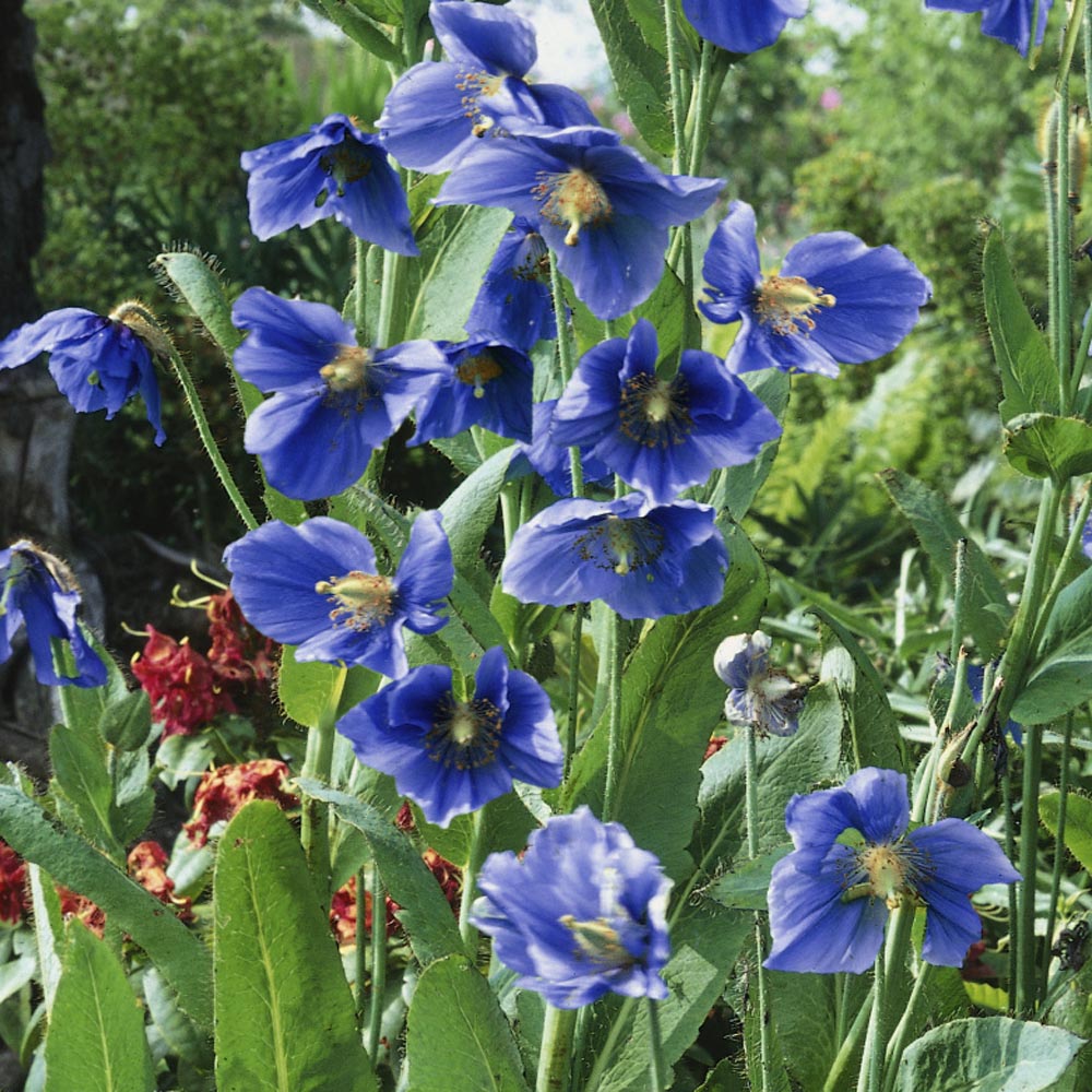 Meconopsis Betonicifolia Blue