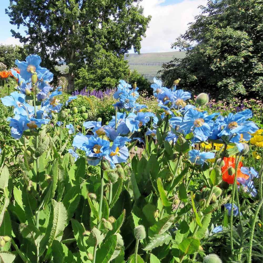 Himalayan Blue Poppy Garden  Flowers
