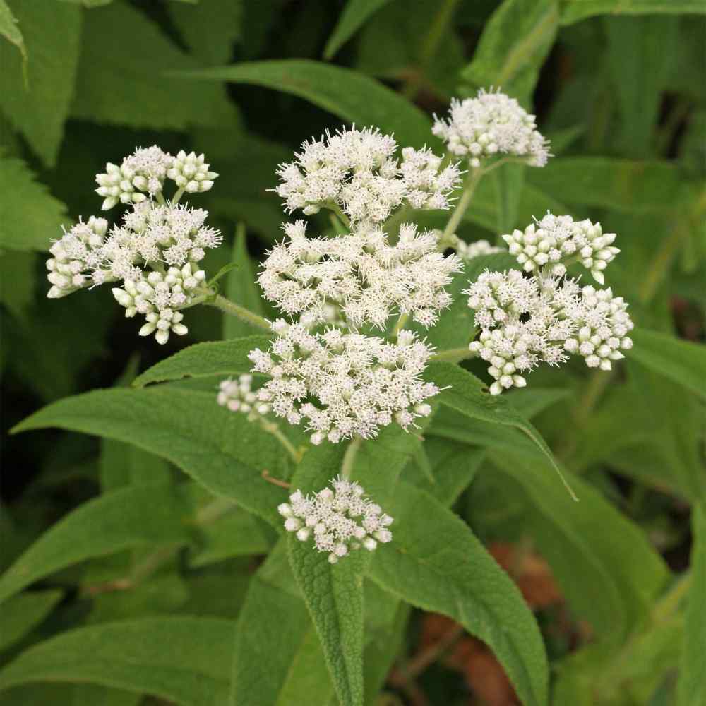 Eupatorium Boneset