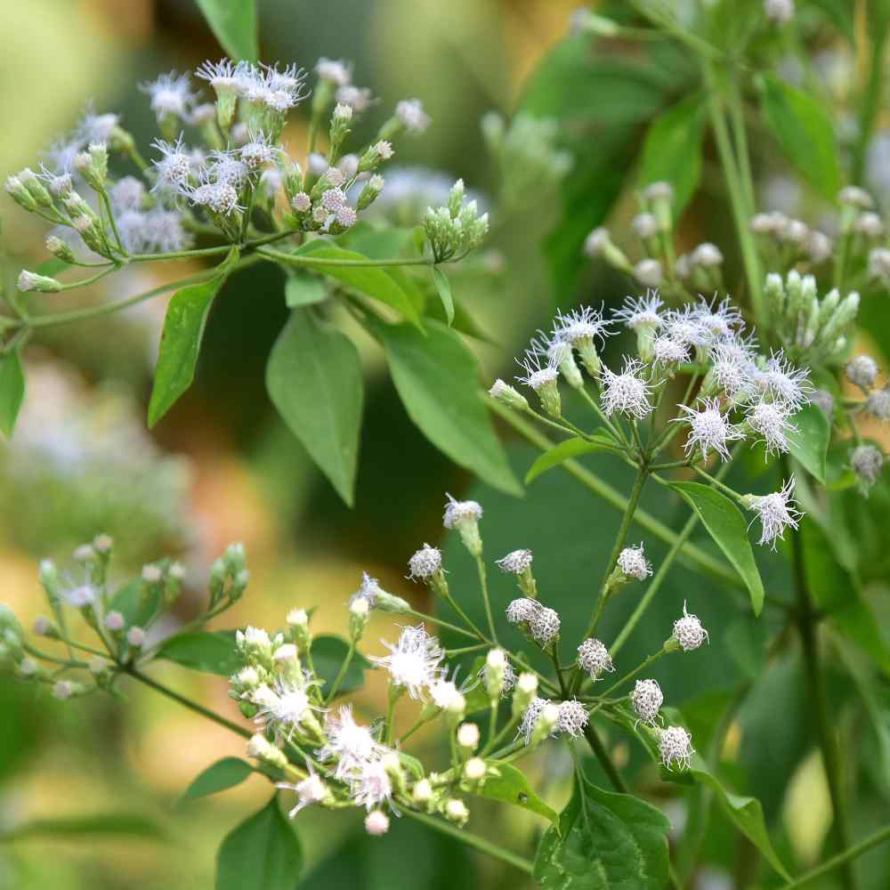 Boneset Flower