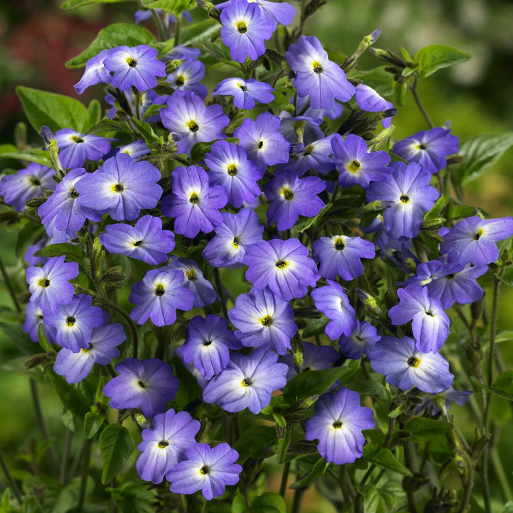 Browallia Americana Blue Flowers