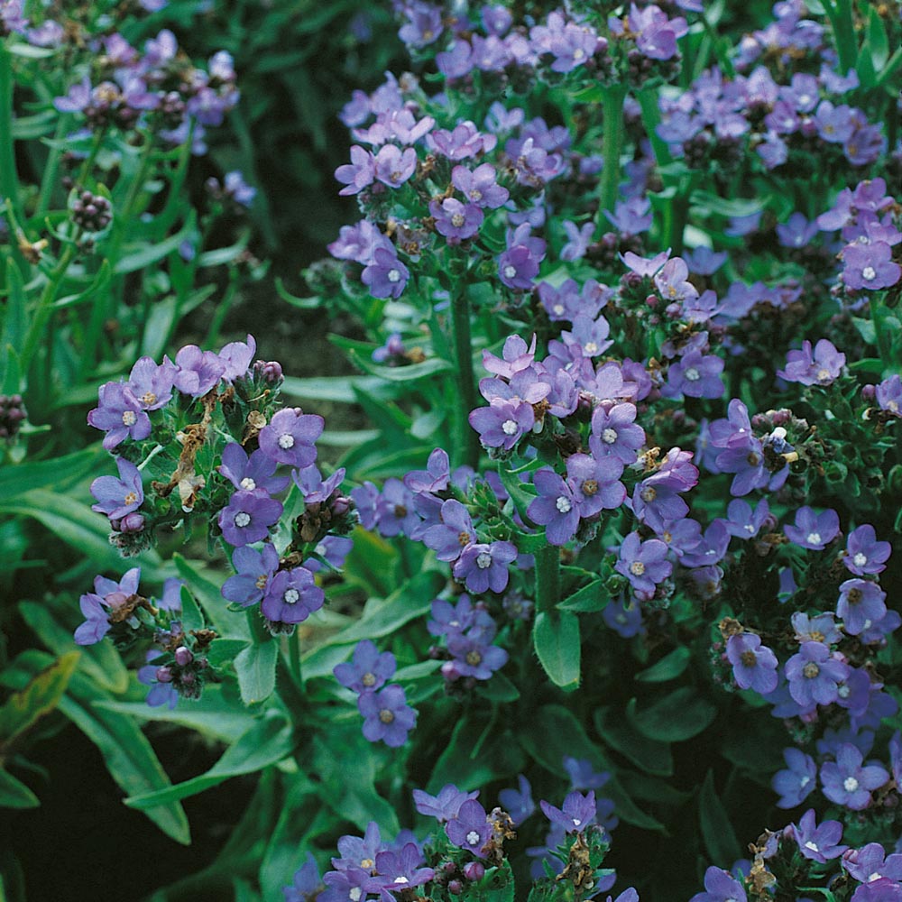 Bugloss Blue Angel Garden Flowers