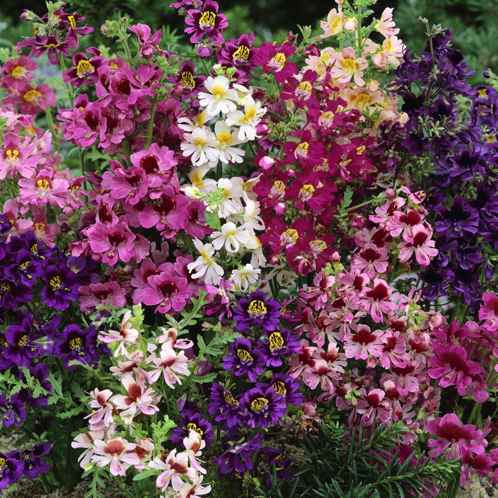 Schizanthus Garden Flowers