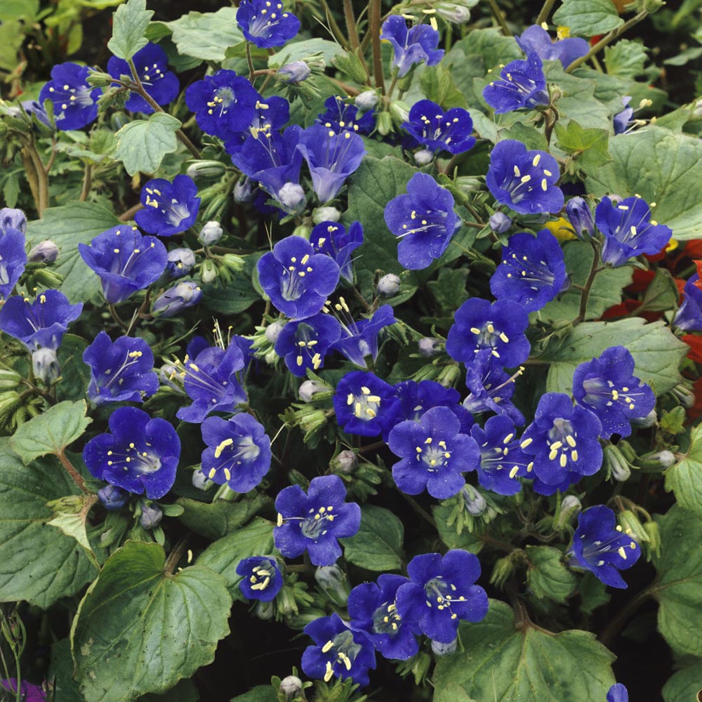 California Bluebell Wildflower Seed