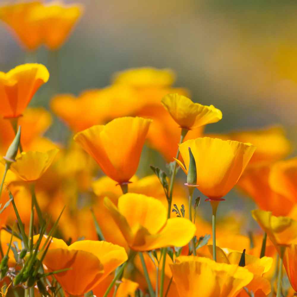 California Poppy Wildflower Seed