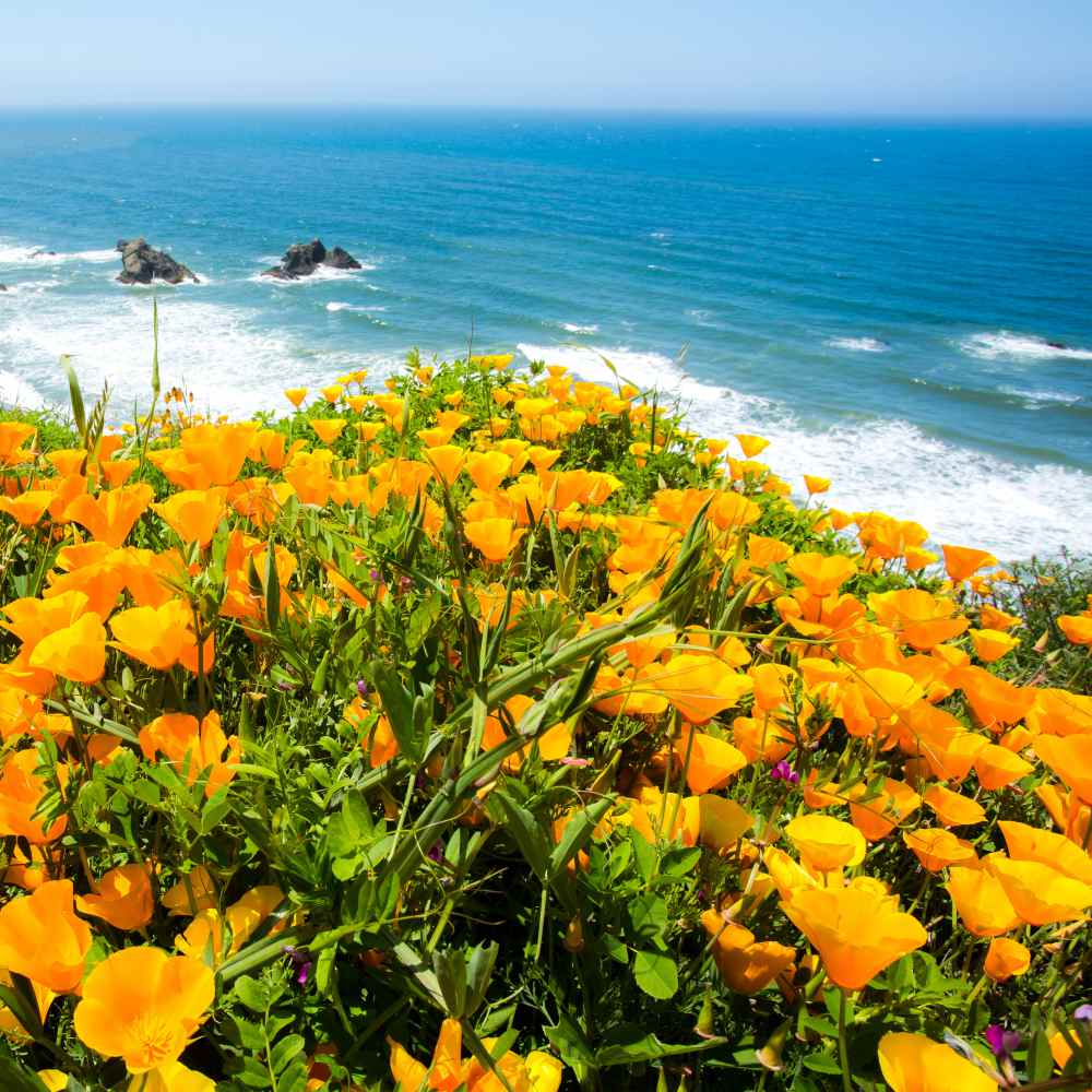 California Poppy Flowers