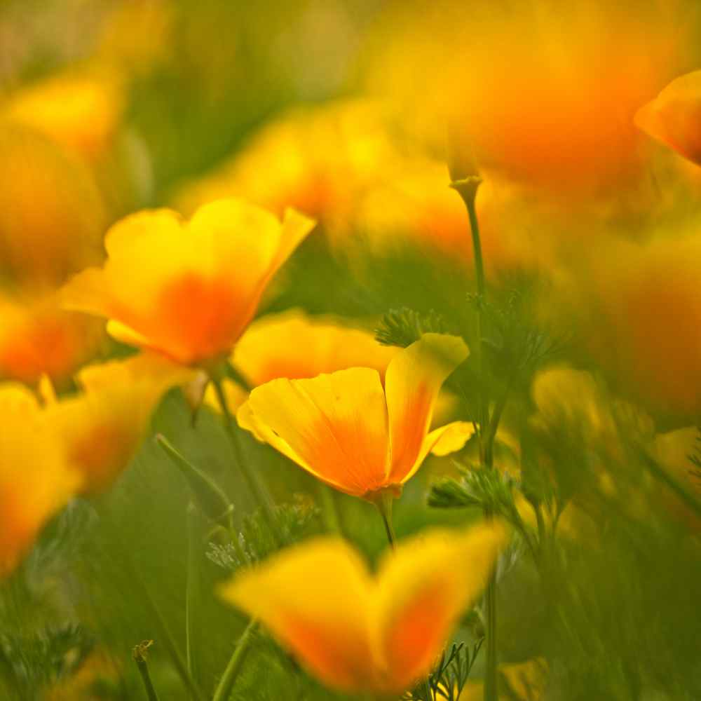 California Poppy Field