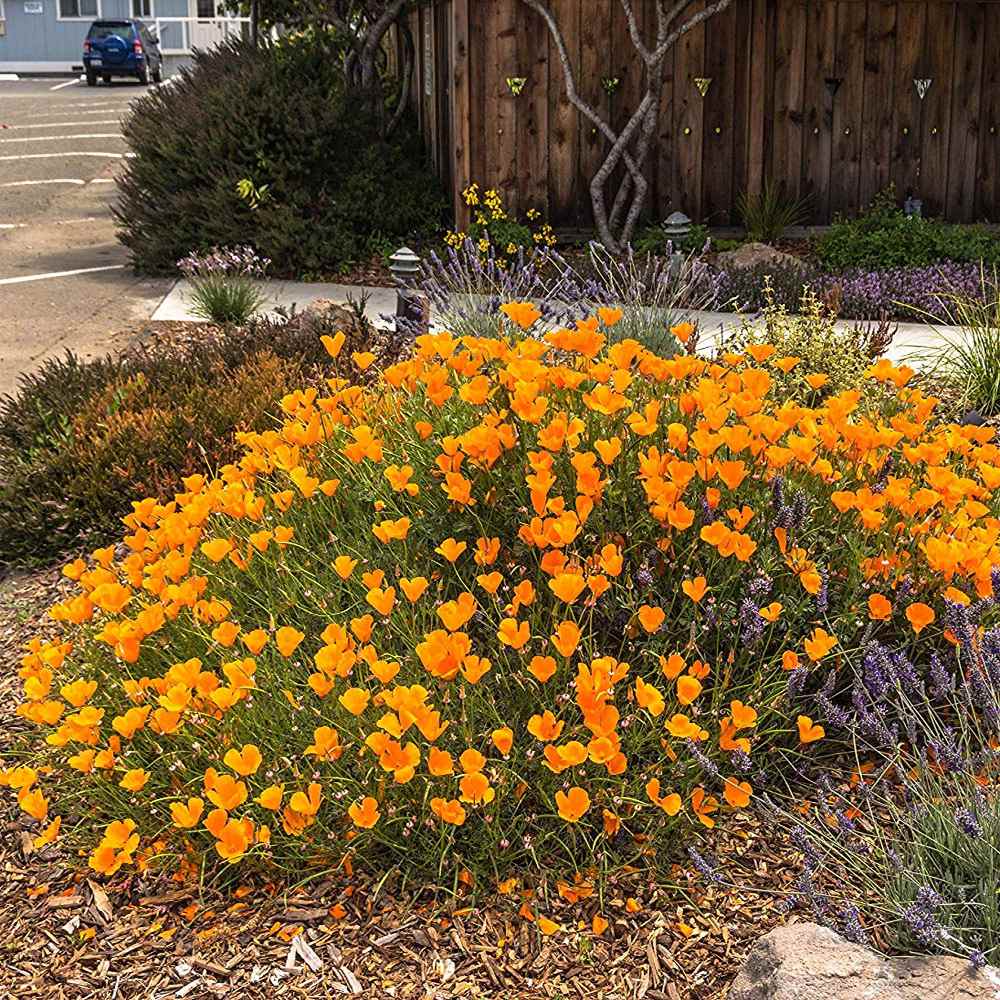 California Poppy Flower Bed