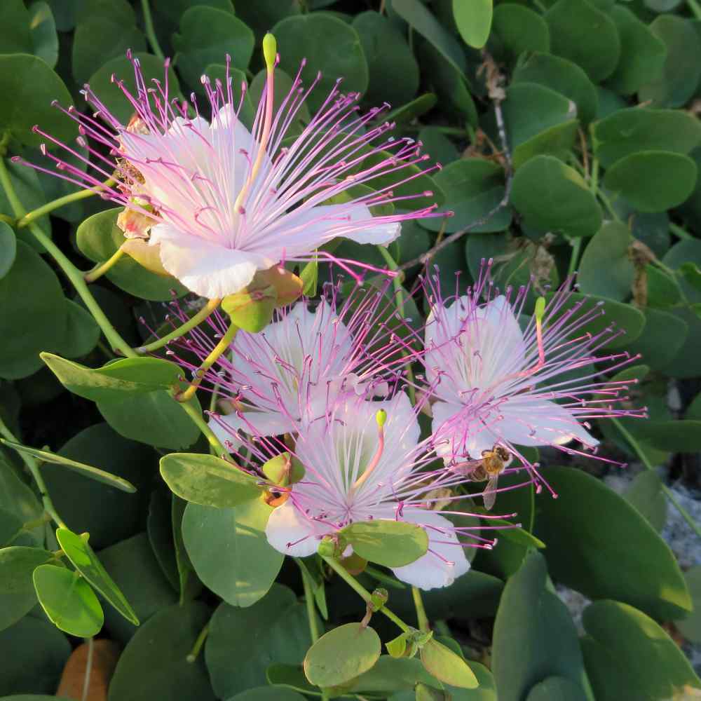 Capparis Spinosa Plant