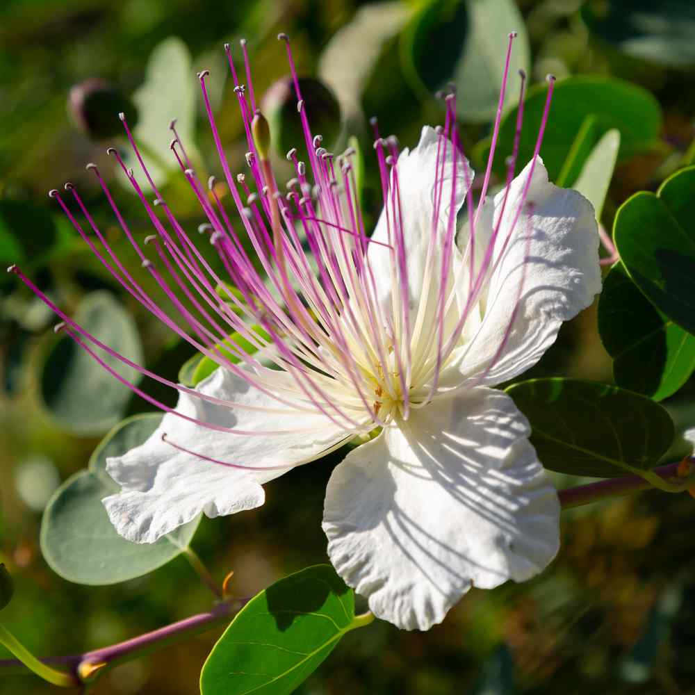 Caper Bush Flower Seeds