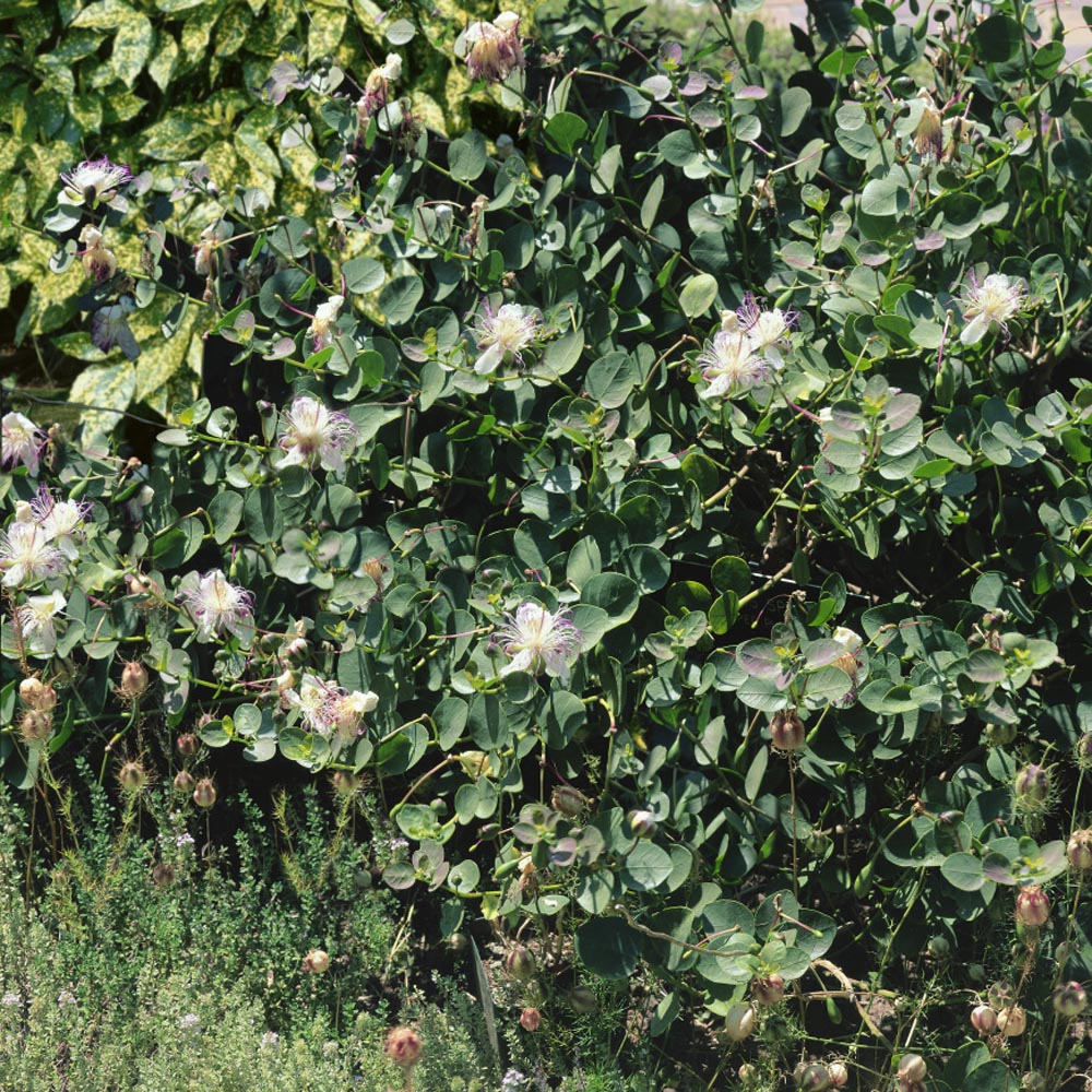 Caper Bush Buds