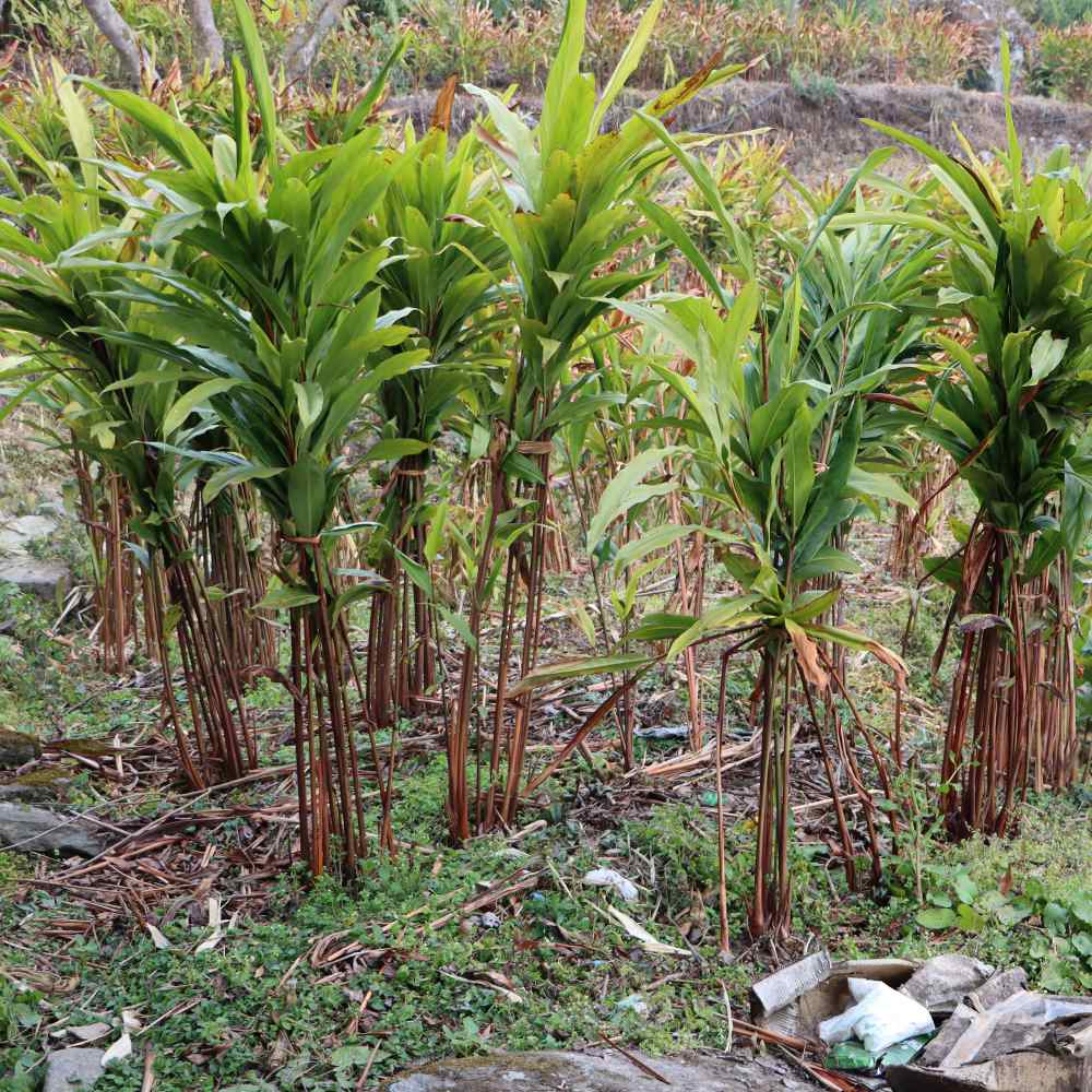 Black Cardamom Herb Plants