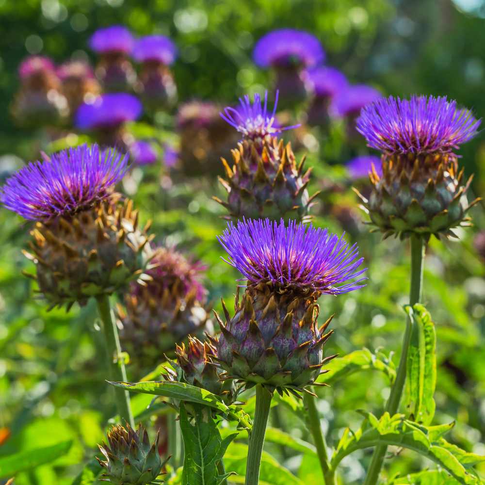 Cardoon Blooms