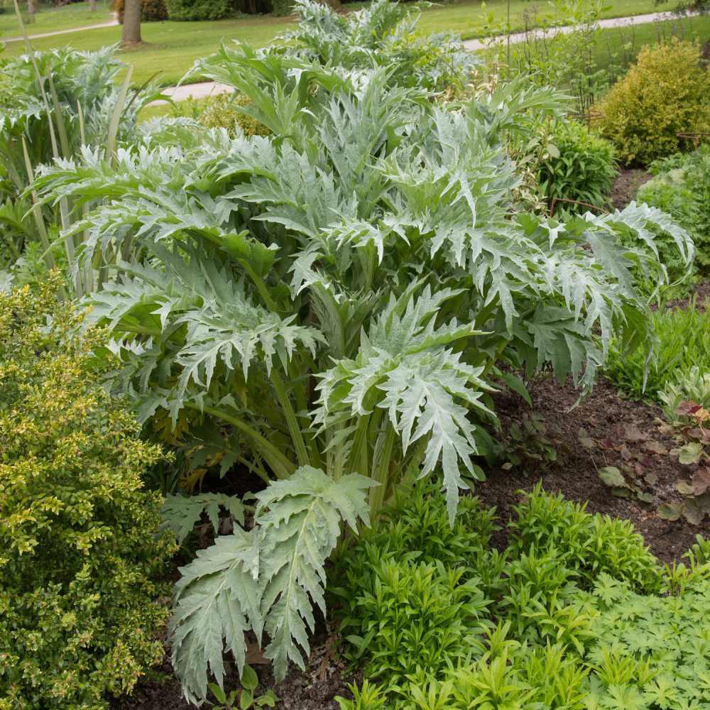 Cynara Cadunculus