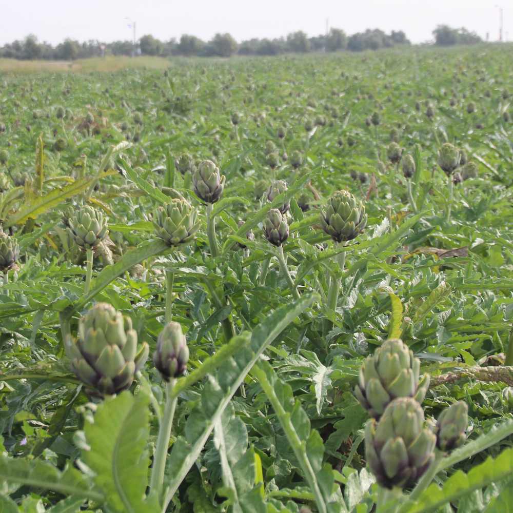 Cardoon Artichoke Thistle