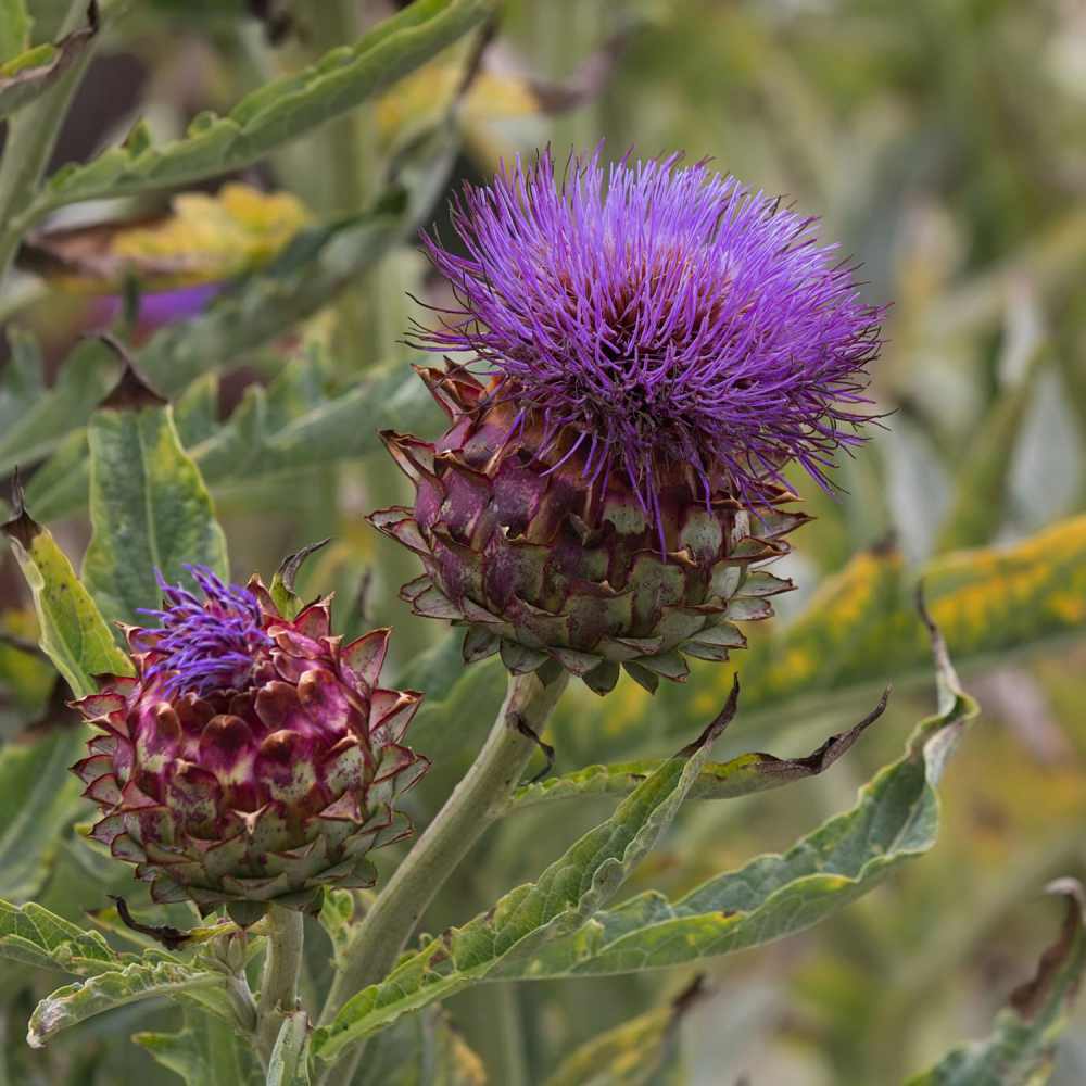 Cardoon Plants