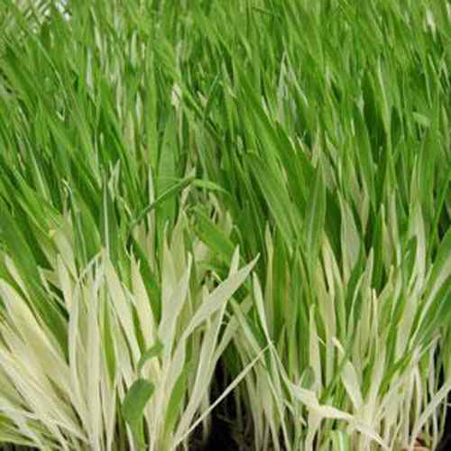 Cat Grass Seed For Variegated Plants