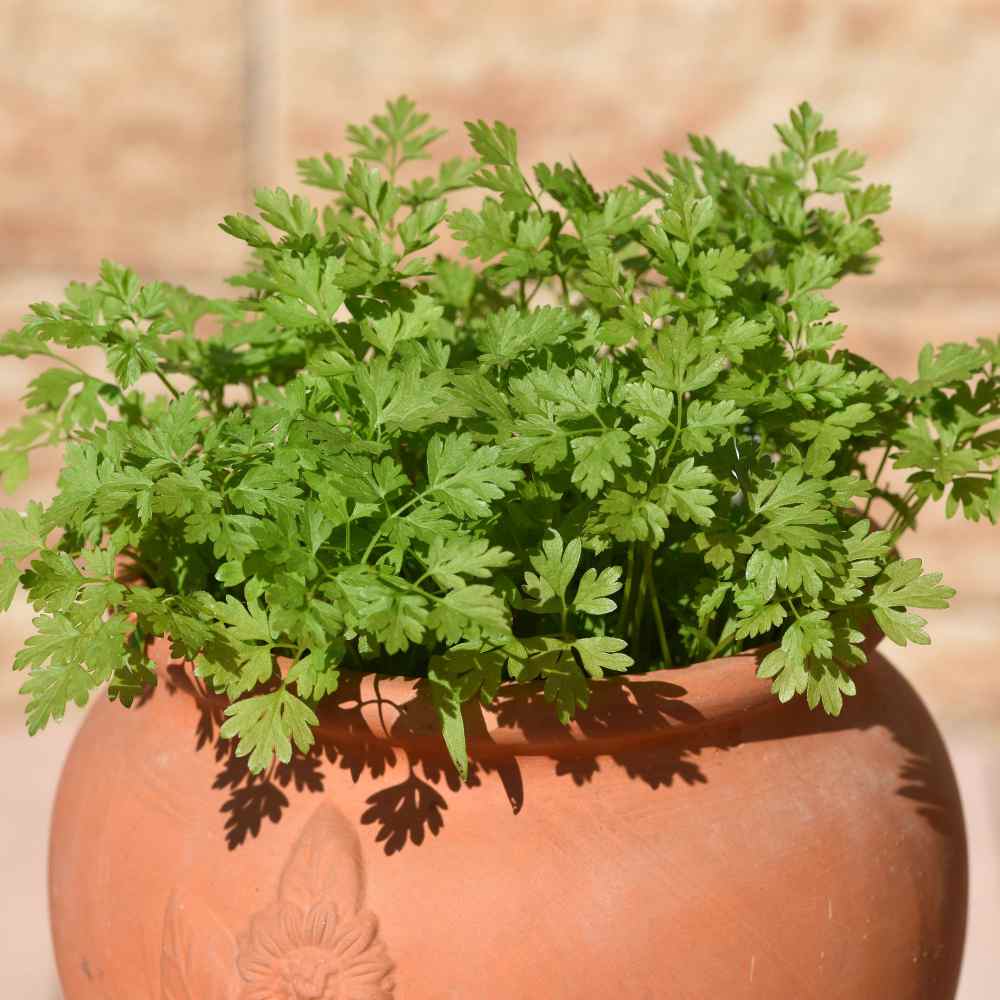 Chervil Herb Plant Seed