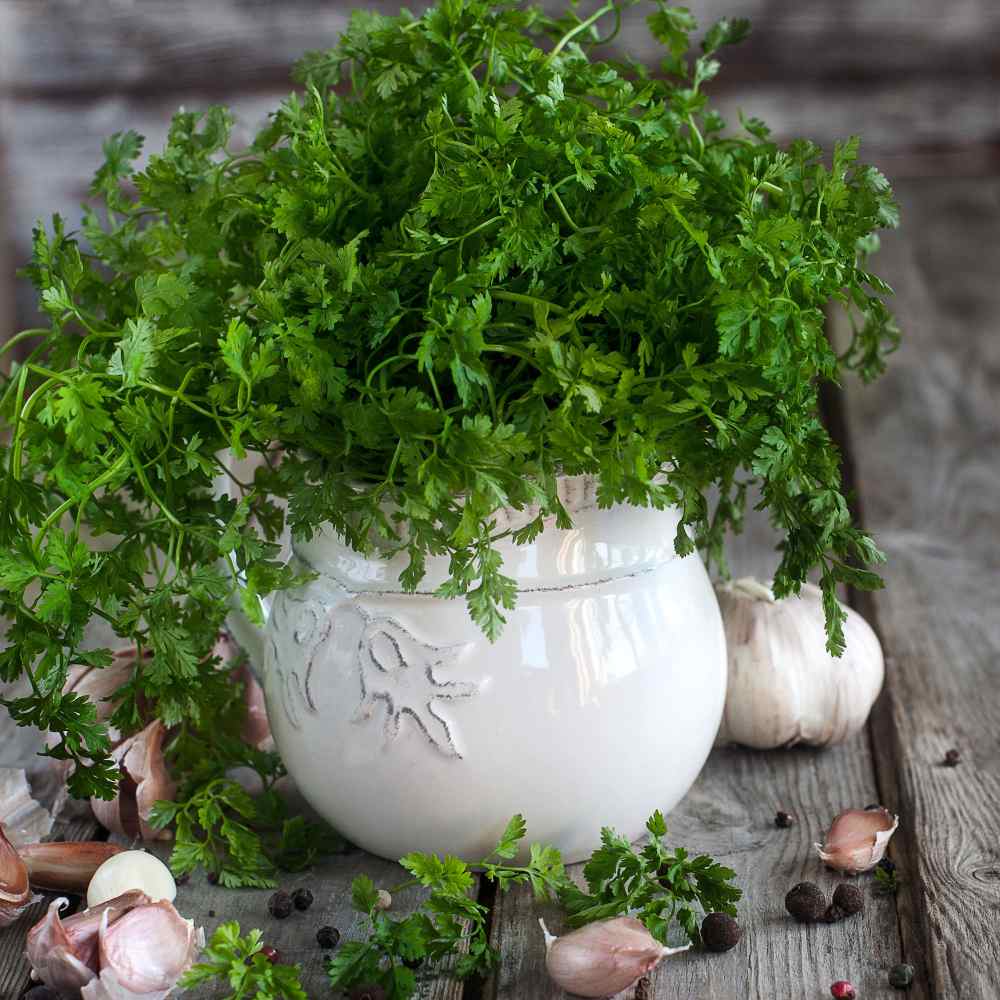 Chervil Culinary Herb