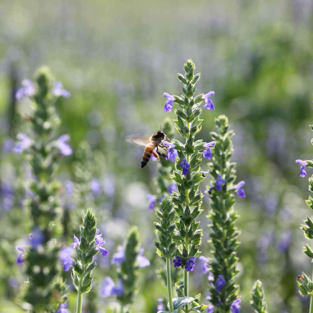 Chia Herb Plant Seeds