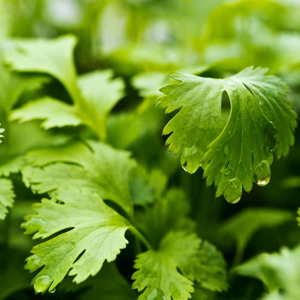 Coriandrum Sativum Herb Plants