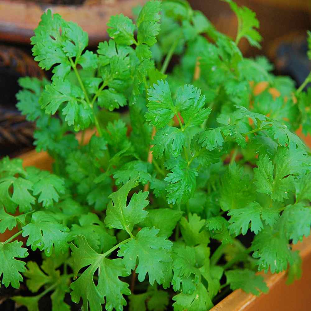 Cilantro In Plant Box