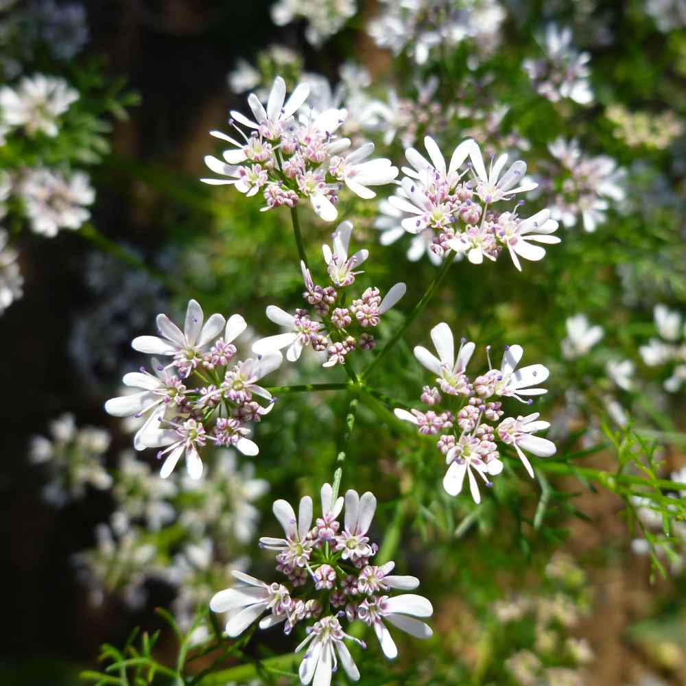 Cilantro Plants Blooming