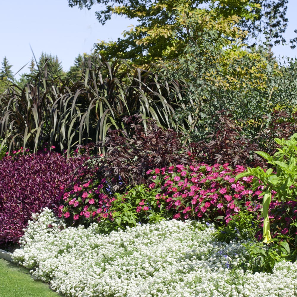 Cimicifuga Flower Bed Plants