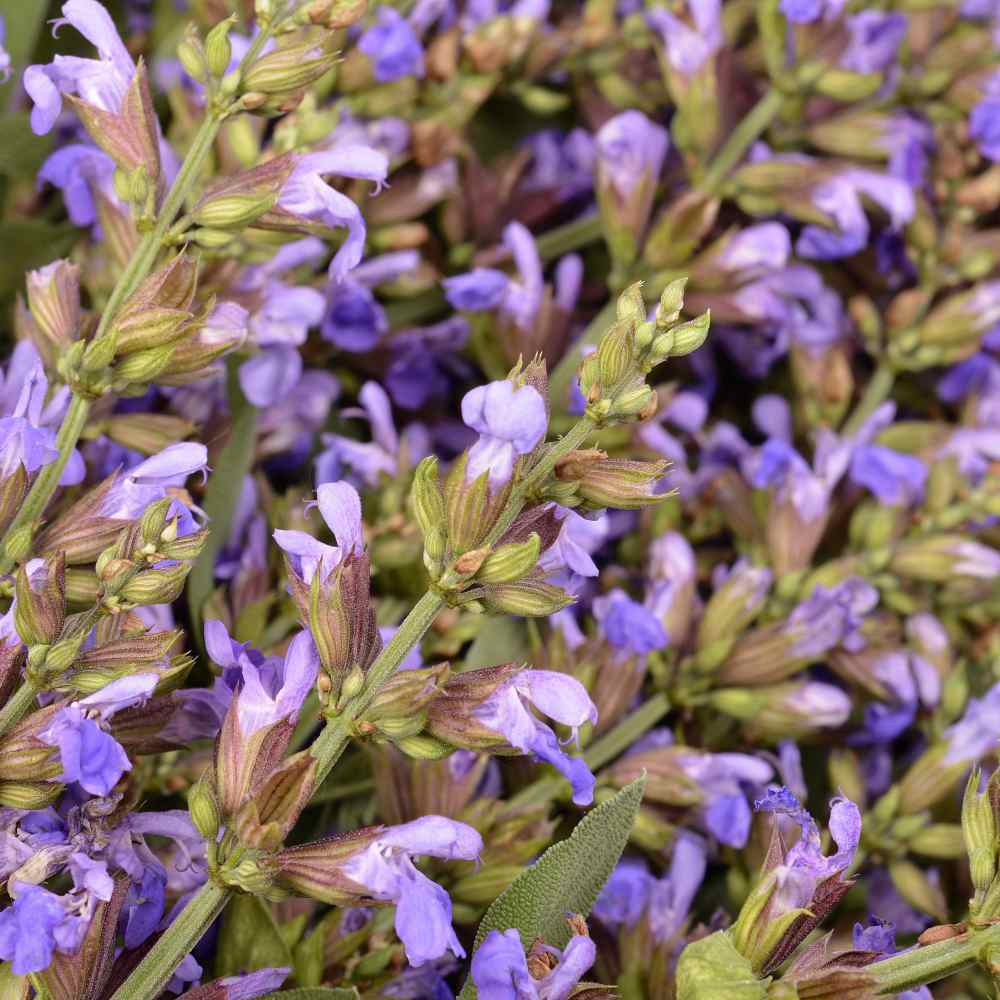 Dried Clary Flowers