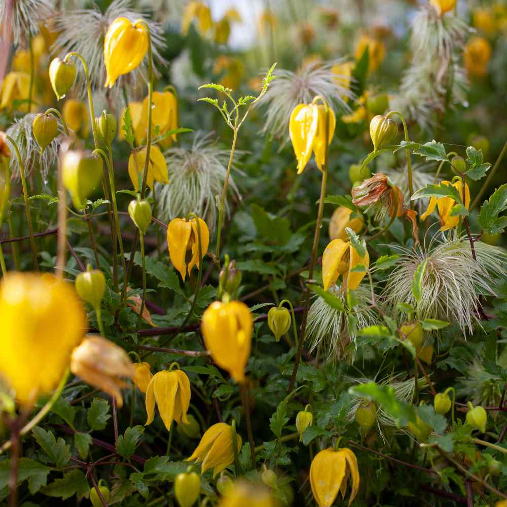 Clematis Yellow Flowers