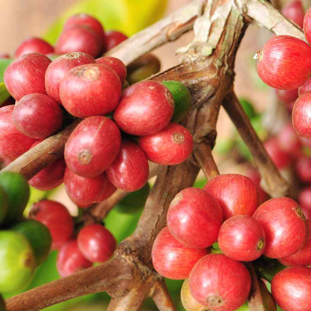 Coffea Arabica Beans